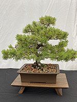 Mugo Pine